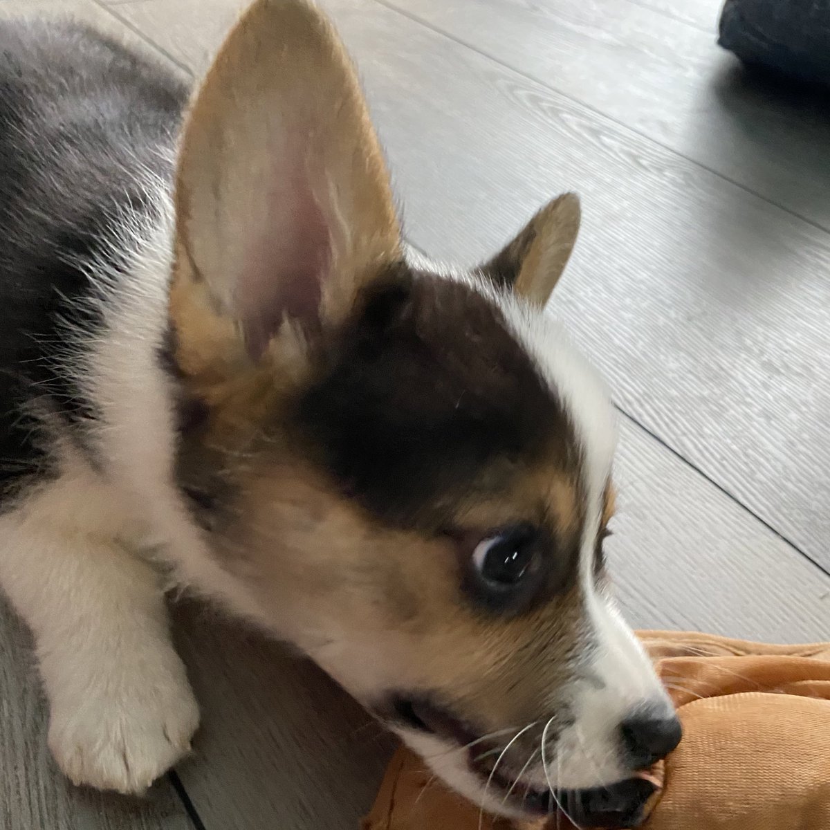 Hopefully another #sunny day today! Gave Ollie some extra attention today and play #fetch with him🥰
•
I do forget that #puppies go through #gremlin and t-rex phases then they sleep. Yenn was super crazy!
•
#corgi #corgilove #corgipuppy #seniordog #canadiandogs #corgicrew