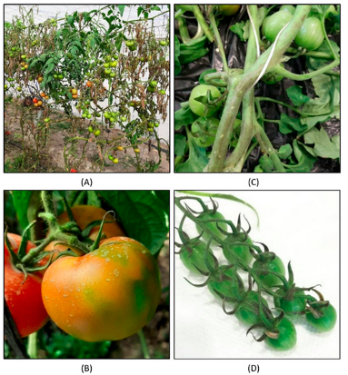 inextvir's tweet photo. Importance of associated weeds and cropping systems in shaping the viromes of horticultural crops. Ayoub Maachi PhD Thesis Oct 21, 2022 https://t.co/tE1g19qck7