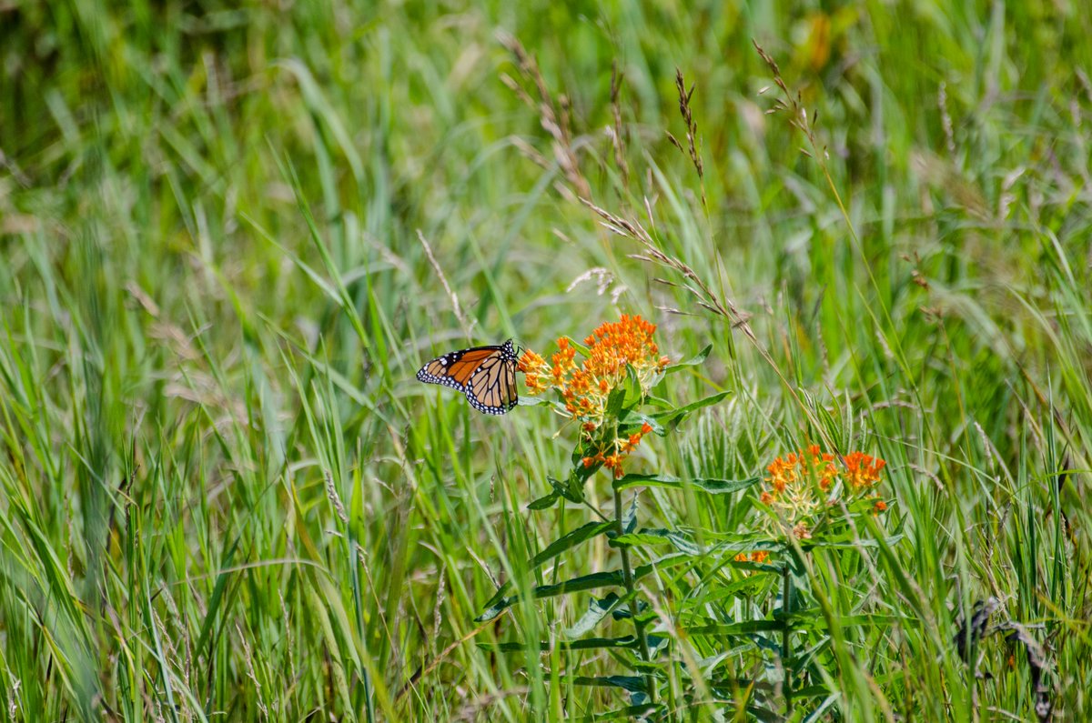 mndnr's tweet photo. Today is #NationalBeNiceToBugsDay! Insects can seem scary, but they are an invaluable part of a functioning ecosystem. Instead of squishing an unwelcome bug in your home, try opening a window or relocating it outside — it doesn’t take much to be kind!

Do you have a favorite bug? https://t.co/e4cyPp1QXq