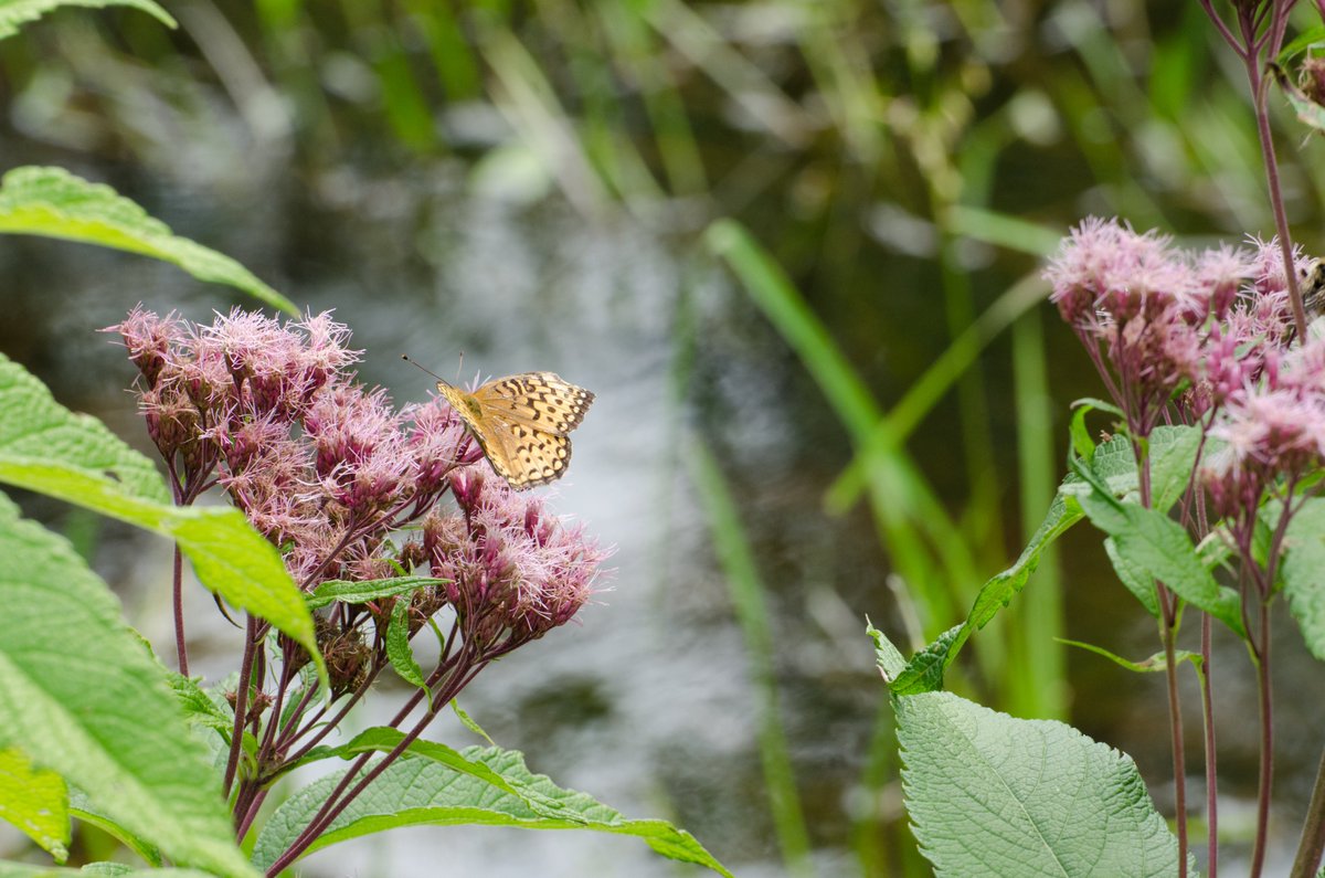 mndnr's tweet photo. Today is #NationalBeNiceToBugsDay! Insects can seem scary, but they are an invaluable part of a functioning ecosystem. Instead of squishing an unwelcome bug in your home, try opening a window or relocating it outside — it doesn’t take much to be kind!

Do you have a favorite bug? https://t.co/e4cyPp1QXq