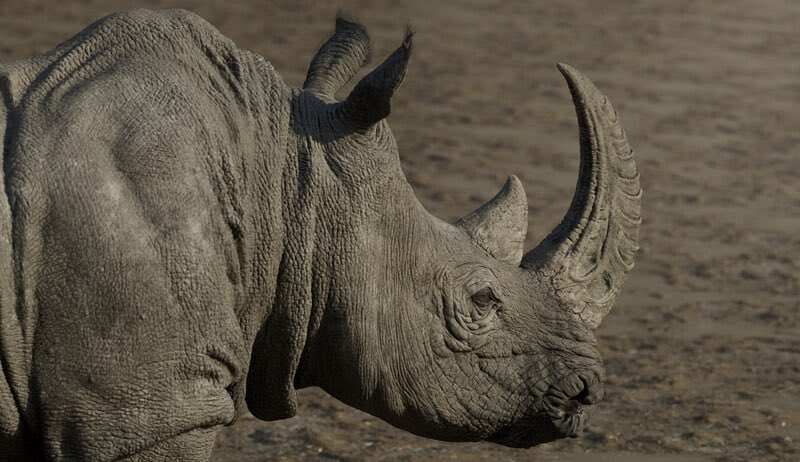 GameTxtures's tweet image. The realism on these pieces are ✨jaw-dropping✨ 
Introducing Stefano Strabla as our #TextureArtistOfTheWeek!

artstation.com/stefanostrabla

#gamedev #indiedev #3dart #3d