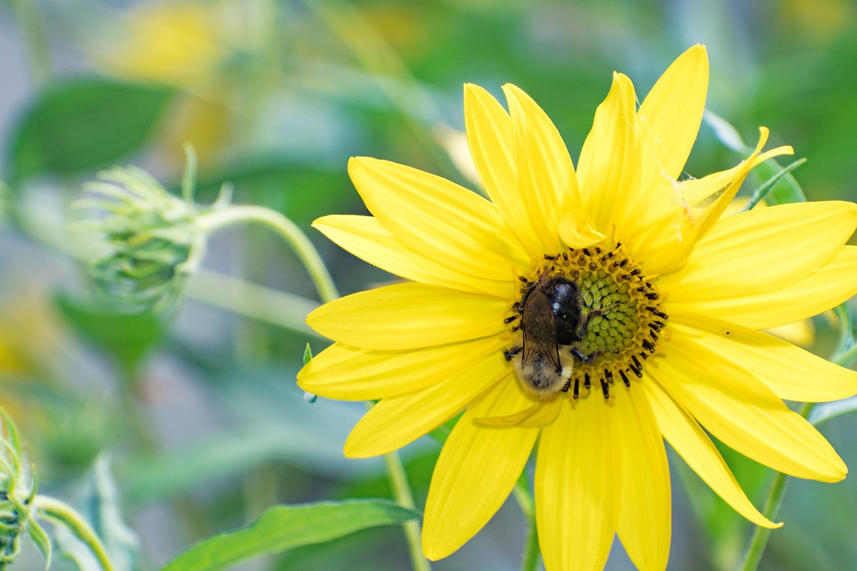 mndnr's tweet photo. Today is #NationalBeNiceToBugsDay! Insects can seem scary, but they are an invaluable part of a functioning ecosystem. Instead of squishing an unwelcome bug in your home, try opening a window or relocating it outside — it doesn’t take much to be kind!

Do you have a favorite bug? https://t.co/e4cyPp1QXq