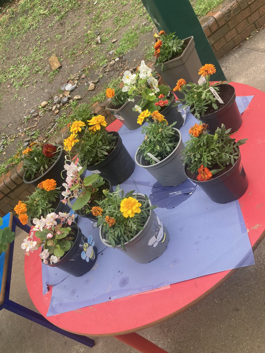 Year 2 had so much fun during our Bee Sale today, taking inspiration from <a href="/2BEnterprising/">2B Enterprising</a> and being enterprising, creative contributors! We made bee pompoms, wildflower seed bombs for the bees to pollinate and grew our own flowers. This week we will work out our profit! 🐝 💰