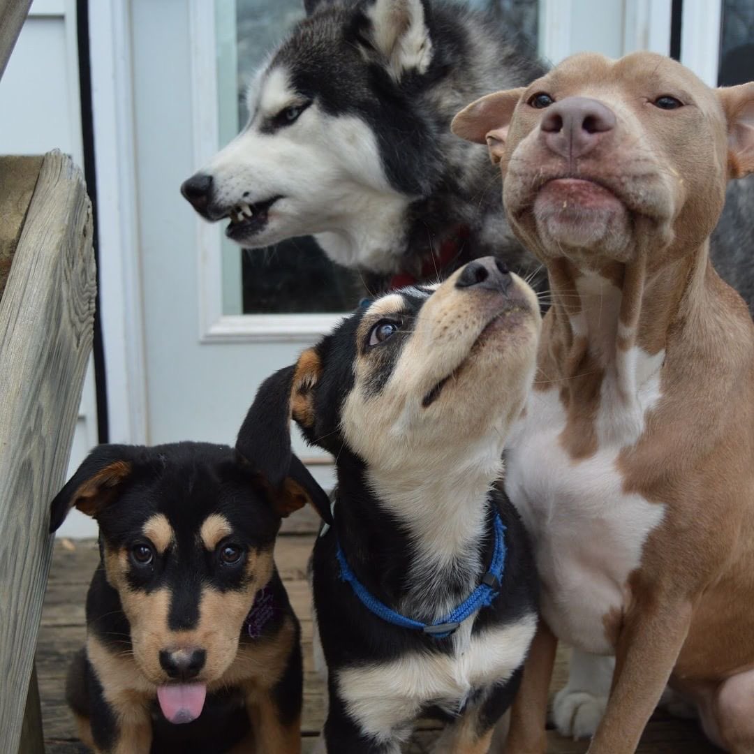 This is Bama, Dinco, Elphaba, and Argus. They've been trying to take a family photo for the last 45 minutes. Really hard to remember if it's tongues out eyes open or tongues in eyes closed. 13/10 for all