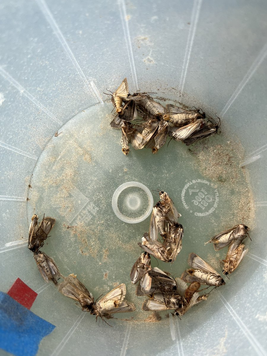 This time last year over 600 western bean cutworms had been trapped in Finney county.  Total this year: 67.