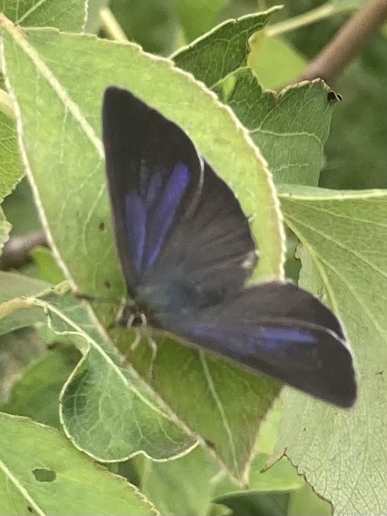 Great to be out with team <a href="/OakbankGame/">Oakbank Game</a> and finding first ever purple hairstreak on farm great spot on Lee side of plantation by <a href="/Vanellus26/">Kirsty Brannan</a> and first young turtle dove feeding with adults <a href="/HarryMoffat4/">Harry Moffat</a> <a href="/savebutterflies/">Butterfly Conservation 🦋</a> <a href="/BC_Suffolk/">BC Suffolk Branch</a> @AllanKi22269349 @digiscoper <a href="/stuttonsparrows/">Mark Nowers</a>