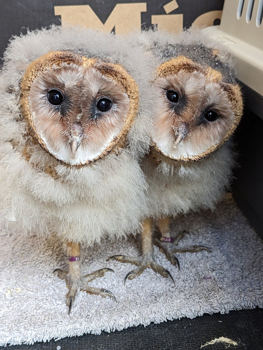 Scottish Owl Centre tweet media