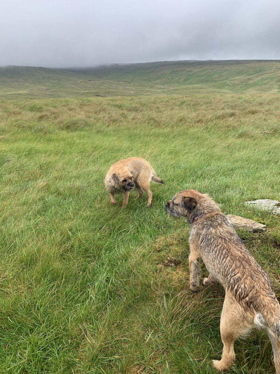 FTerrierist's tweet photo. Bit of a driech start to our walk this morning @HooliNuala bagging some Birketts windy day! ๐จ๐ฌ๏ธ๐จ๐ฌ๏ธ#btposse #borderterrier #Birketts #wainwrightoutliers #flapometer https://t.co/whEfe7a0Bb