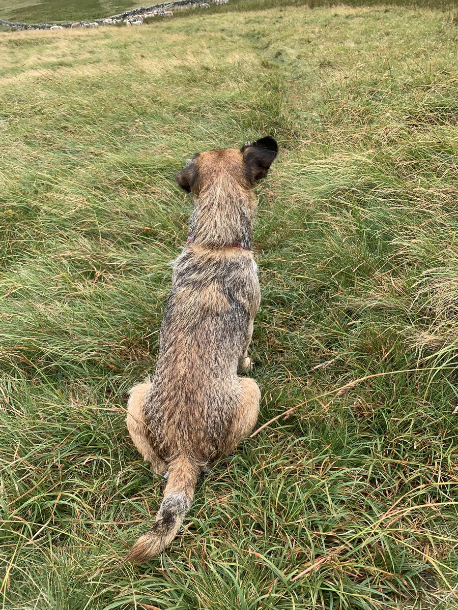 FTerrierist's tweet photo. Bit of a driech start to our walk this morning @HooliNuala bagging some Birketts windy day! ๐จ๐ฌ๏ธ๐จ๐ฌ๏ธ#btposse #borderterrier #Birketts #wainwrightoutliers #flapometer https://t.co/whEfe7a0Bb