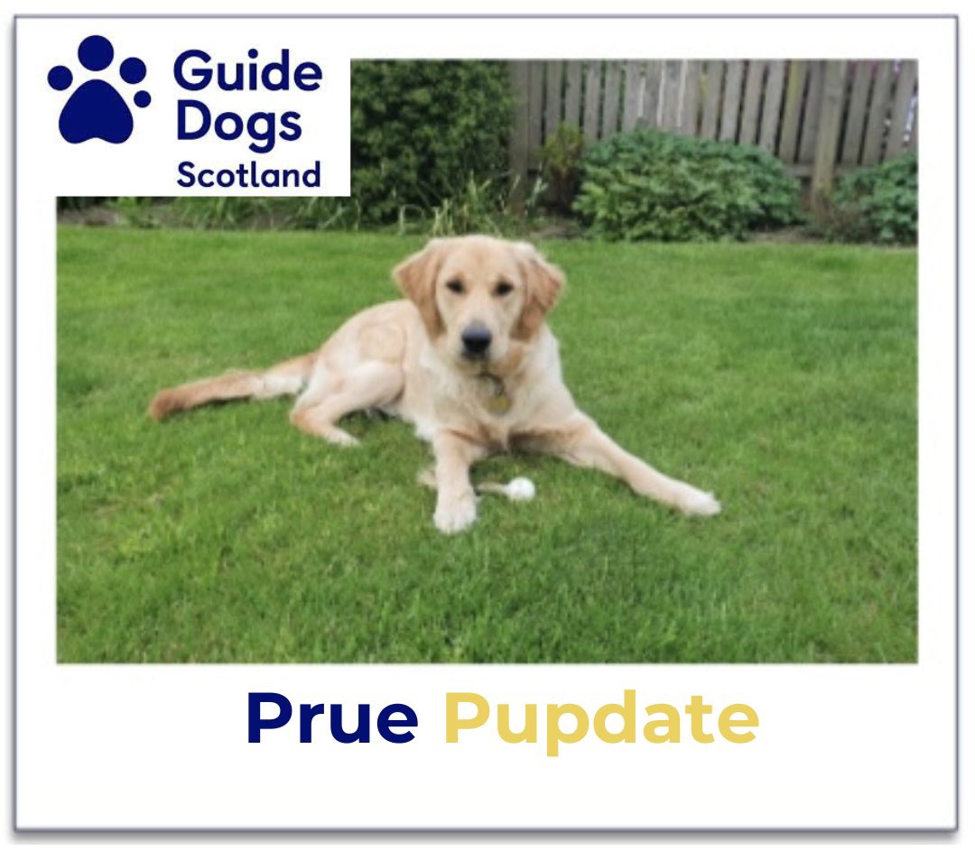 “Prue is a lovely, sweet and adorable young dog and is getting on really well with all of her training.”
Head to the Charity page of our website for a full pupdate to see how our adorable sponsored <a href="/guidedogsscot/">Guide Dogs Scotland</a> puppy is getting on

leithspirits.com/charity

#guidedogsscotland