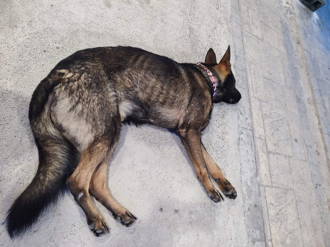 Abro hilo d como casi matan a mi perro en una escuela de entrenamiento y pensión de #monterrey 
<a href="/info7mty/">INFO7MTY</a> <a href="/MilenioMty/">Milenio Monterrey</a> <a href="/nuevoleon/">El Gobierno de Nuevo León</a> <a href="/samuel_garcias/">Samuel García</a> <a href="/telediariomty/">@telediariomty</a> <a href="/licmariajulia/">Maria Julia Lafuente</a> <a href="/marianardzcant/">Mariana Rodriguez</a> <a href="/nuevoleon/">El Gobierno de Nuevo León</a> <a href="/Arq_Benavides/">Hector Benavides F.</a> <a href="/MtyFollow/">MtyFollow®</a> <a href="/colosioriojas/">Donaldo Colosio</a> <a href="/prodanmty/">Prodefensa Animal AC</a> <a href="/AdoptaMonterrey/">Adopta Monterrey A.C</a> <a href="/Profeco/">Profeco</a>