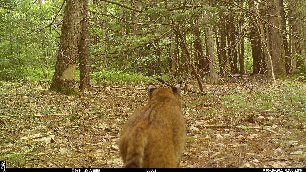 Remington Moll (@remington_moll) on Twitter photo Hunting bobcat on a <a href="/NH_AES/">UNH Ag Research</a> research farm woodland (aka a bona fide <a href="/UofNH/">University of New Hampshire</a> wildcat!)
Southeastern New Hampshire, USA Hunting bobcat on a <a href="/NH_AES/">UNH Ag Research</a> research farm woodland (aka a bona fide <a href="/UofNH/">University of New Hampshire</a> wildcat!)
Southeastern New Hampshire, USA