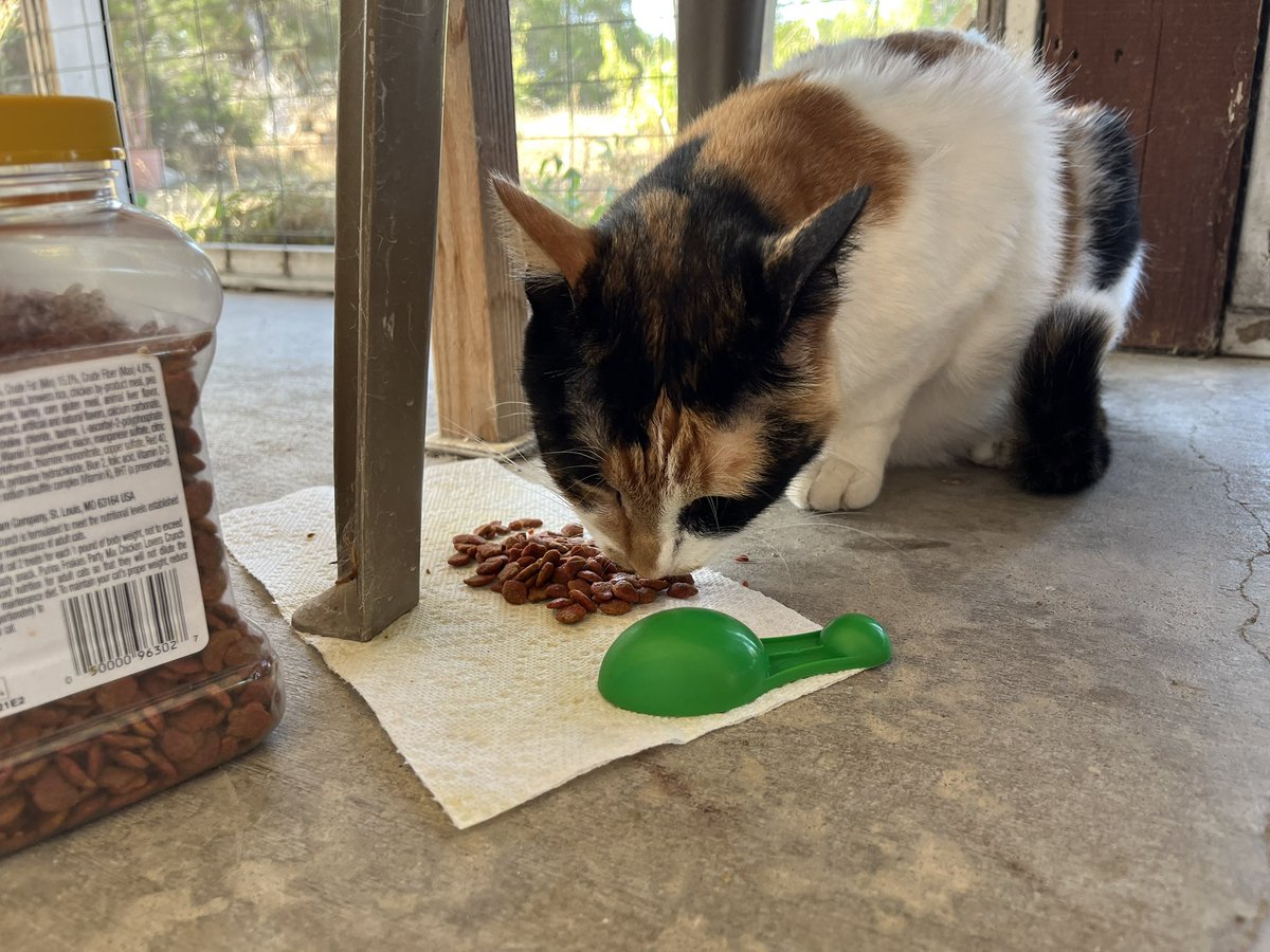 FeLV_cat's tweet photo. @Hedgewatchers Way to go Brock!!! Well deserved break
We do our #Hedgewatch
On the front porch catio today and Ahri is eating :)))))
Yay!!!
#AlwaysUseAltText #BucketlistforSculptureFalls https://t.co/sXbFR8JtP4