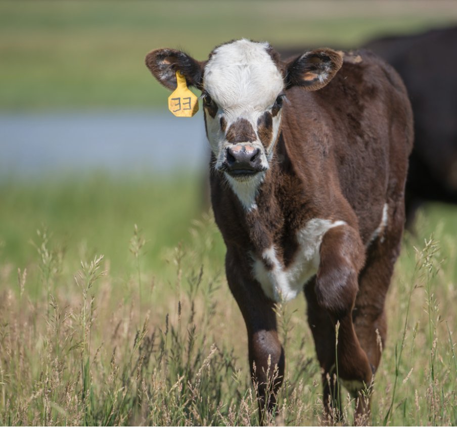 Most of us have to make educated guesses about what might be wrong when a calf is listless and his ears are down, and summer pneumonia isn't a bad place to start. What does summer pneumonia look like, and what can you do about it?
ow.ly/wI5r50P8MNV