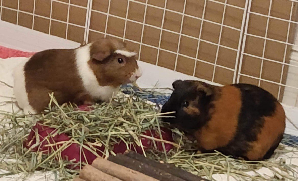 RoryTheGrump's tweet photo. A few weeks ago we lost Arthur and Rory very close together (unrelated). We are happy to accept condolences during this very difficult time but Rory’s grumpy spirit will live on as a poltergeist who uses Twitter to support guinea pigs and troll humans https://t.co/CcFMpMl55j