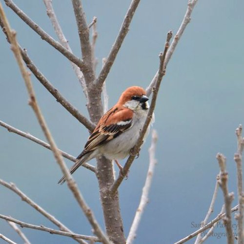bySantoshPandey's tweet photo. Amazing Birds by Santosh Pandey

#birds #birding #birdingphotography #birdphotography #himalaya #photography #amazingnature #amazinganimals #naturephotography #wildlifephotography #wildlife #uttarakhandphotography #uttrakhand #uttrakhandtraveller #uttrakhandwildlife #uttarakhand https://t.co/lBQxO58GZR