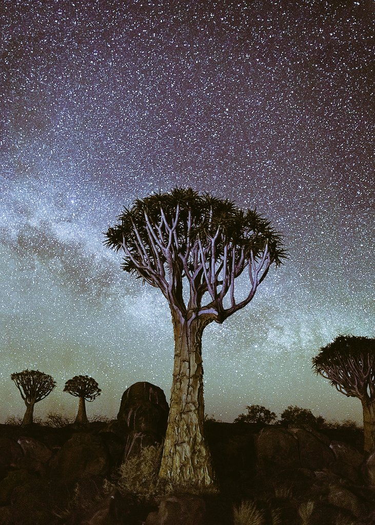 Photographer Beth Moon undertook a 14 year quest to photograph ancient trees of the US, Europe, Asia, Middle East and Africa #WomensArt