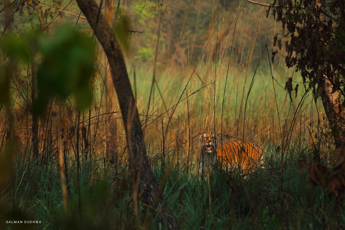 The terai stripes 🐅

Join me on private safaris Dudhwa and Kishanpur #SafariwithSalman

#Dudhwanationalpark #Tigers #savetigers #UPTourism #tigersofindia #savewildlife #dudhwa #IncredibleIndia #Tiger #wildlife