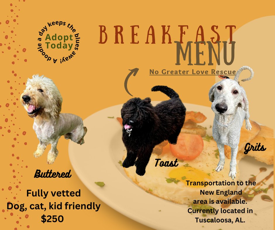 For more information visit us at nogreaterloverescue.com
#AdoptDontShop #Doodles #thegivingblock
#bestfriends #dogs