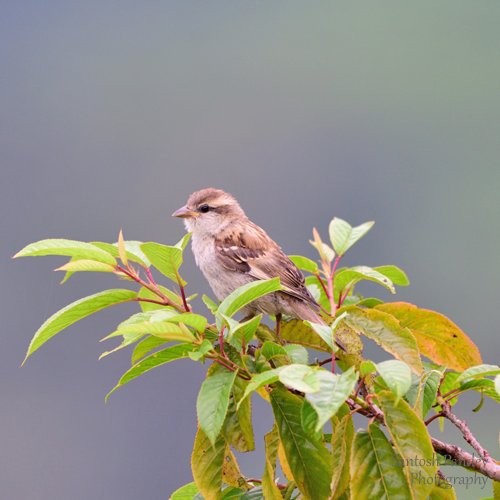 bySantoshPandey's tweet photo. Amazing Birds by Santosh Pandey

#birds #birding #birdingphotography #birdphotography #himalaya #photography #amazingnature #amazinganimals #naturephotography #wildlifephotography #wildlife #uttarakhandphotography #uttrakhand #uttrakhandtraveller #uttrakhandwildlife #uttarakhand https://t.co/fPQR58VkAh