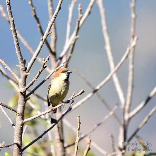 bySantoshPandey's tweet photo. Amazing Birds by Santosh Pandey

#birds #birding #birdingphotography #birdphotography #himalaya #photography #amazingnature #amazinganimals #naturephotography #wildlifephotography #wildlife #uttarakhandphotography #uttrakhand #uttrakhandtraveller #uttrakhandwildlife #uttarakhand https://t.co/eruZV03J6o