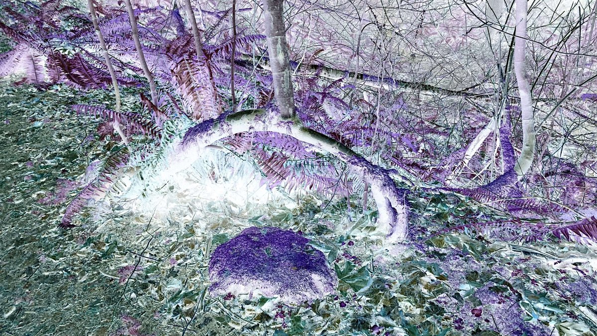 Walking through the woods, we discovered this long-forgotten fairy portal.