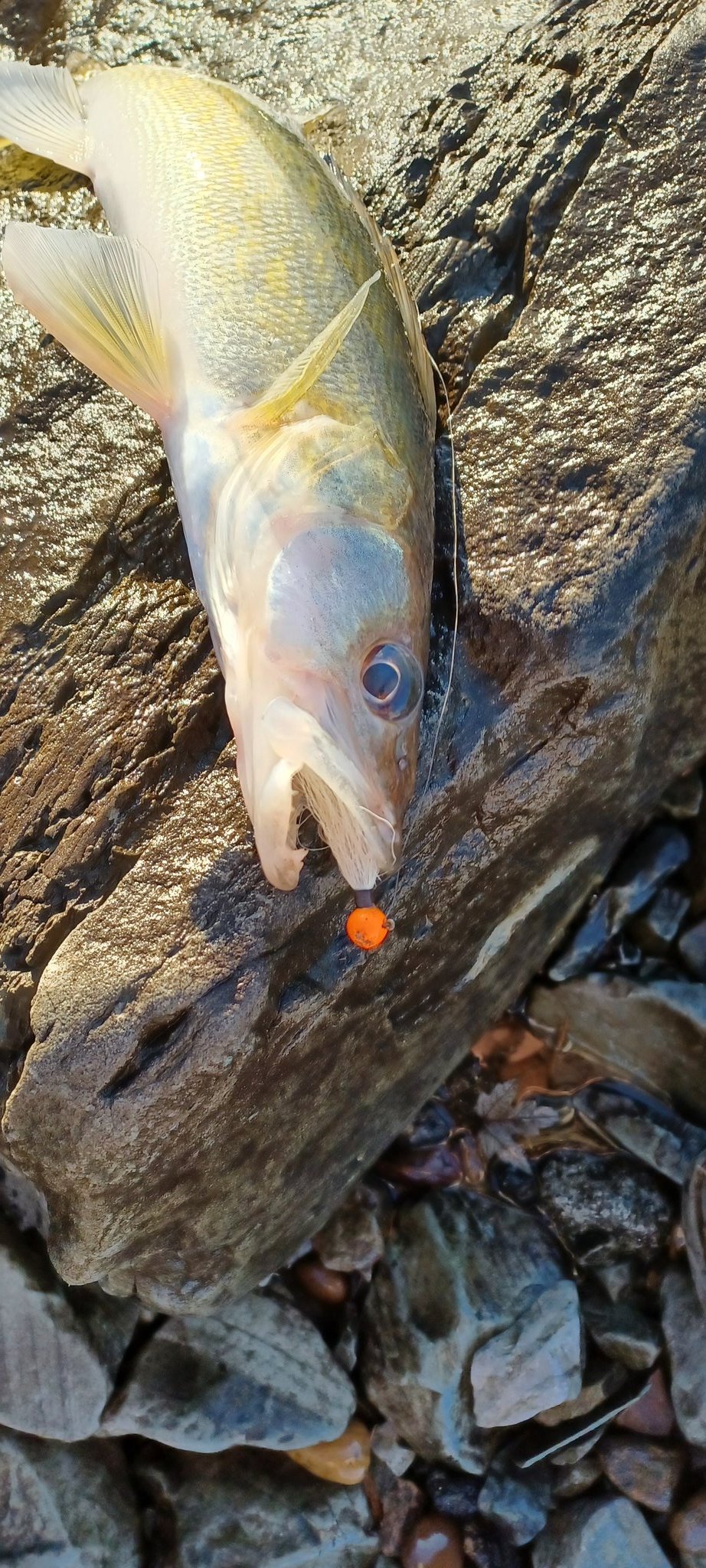 Pj™ on Twitter "297_ArubaLover One of the best eating freshwater Fish