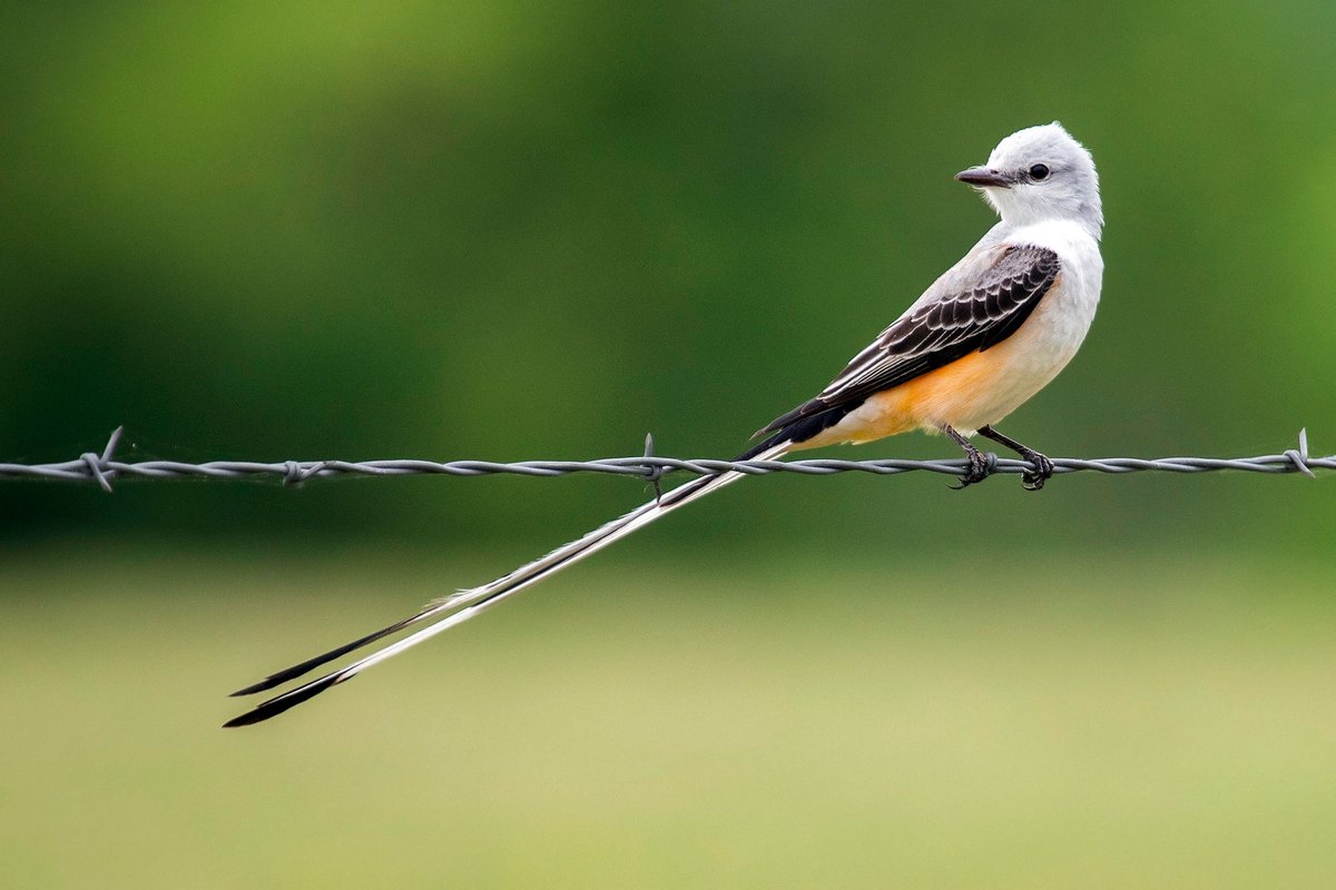 Photo of Scissor-tailed Flycatcher perched on a barbed wire fence near Palestine, Texas. Known to be social birds, they have deeply forked tails, which they use to make acrobatic displays during courtship and territorial defense. <a href="/PalestineTX/">Visit Palestine, TX</a> 

📸 by Liam Wolff