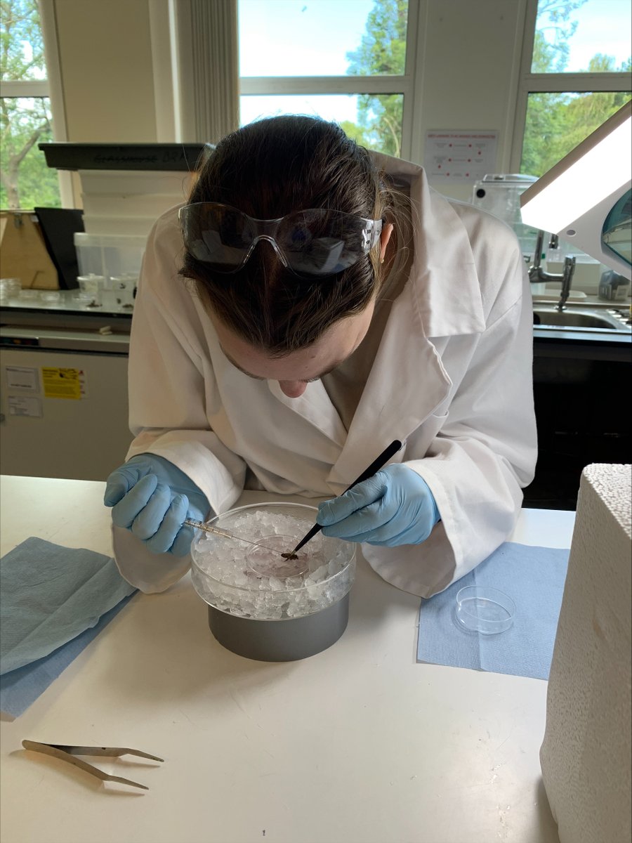Fabio Manfredini (@fmanfredini79) on Twitter photo Welcome to the new member of the FABLab <a href="/Giulia_Pipolo/">Giulia Pipolo</a> Giulia is undertanking a summer research placement in <a href="/UoABioSci/">School of Biological Sciences</a> funded by <a href="/SUPERDTP1/">SUPER Doctoral Training Partnership</a> to explore the effect of viruses on honeybee behaviour. Introduction to the system working well under the supervision of <a href="/tesni_houlston/">Tesni 🐝</a> Welcome to the new member of the FABLab <a href="/Giulia_Pipolo/">Giulia Pipolo</a> Giulia is undertanking a summer research placement in <a href="/UoABioSci/">School of Biological Sciences</a> funded by <a href="/SUPERDTP1/">SUPER Doctoral Training Partnership</a> to explore the effect of viruses on honeybee behaviour. Introduction to the system working well under the supervision of <a href="/tesni_houlston/">Tesni 🐝</a>