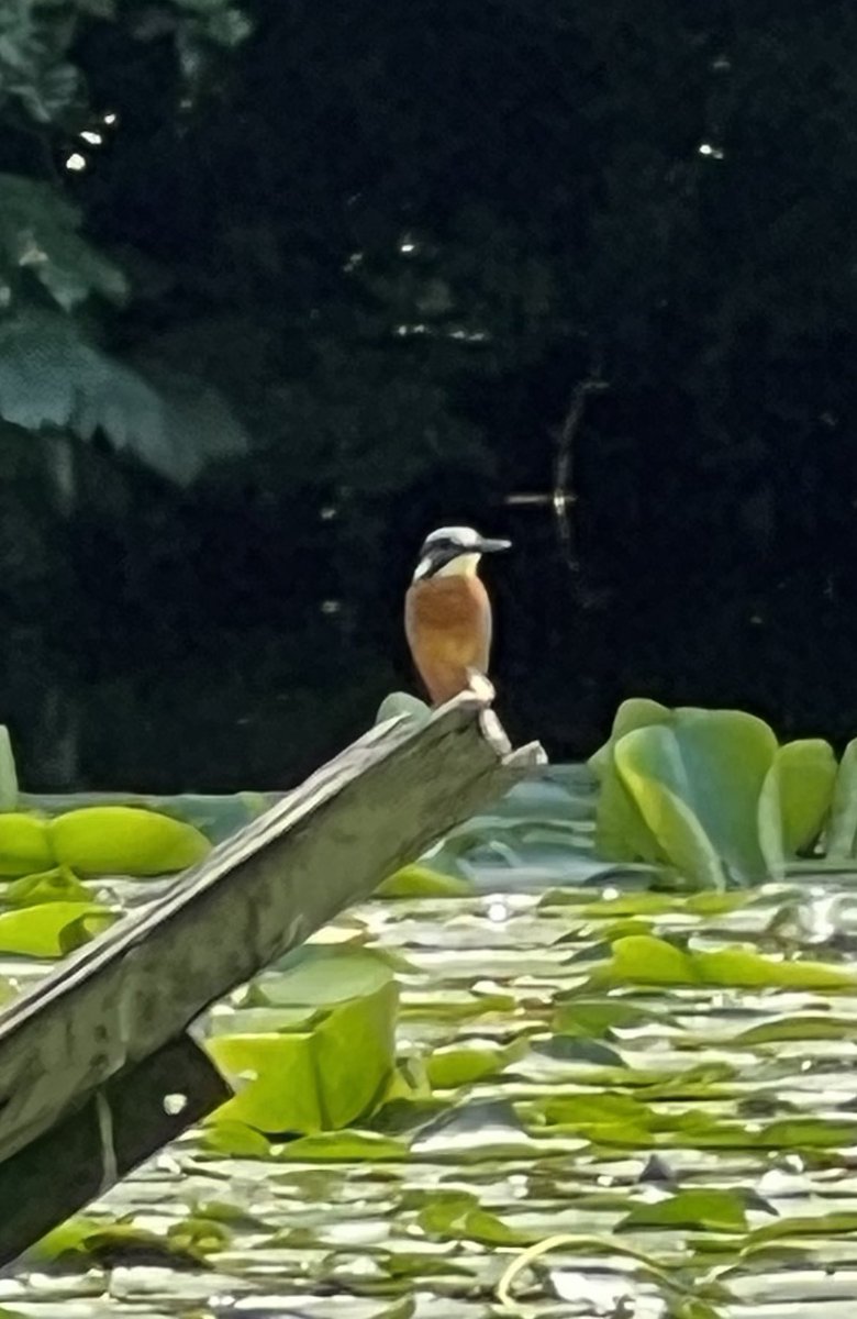 Dave Kneeshaw tweet media