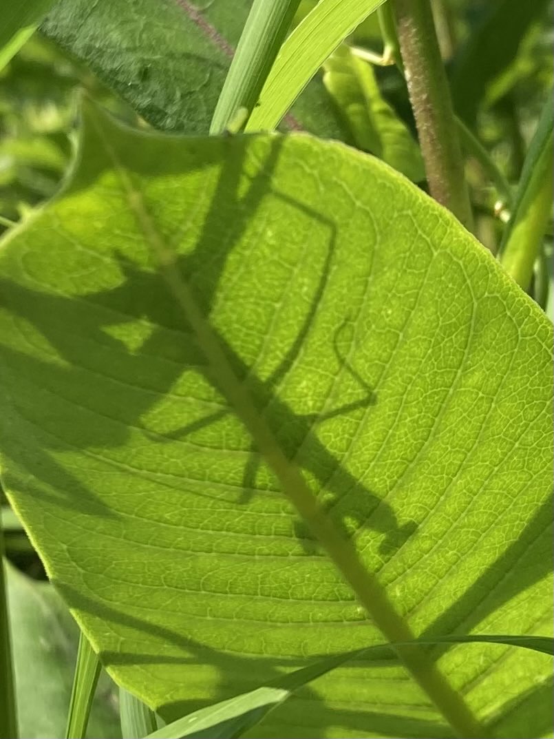 Name that shadow, it sure looks intimidating! #insects #ilovebugs #belding