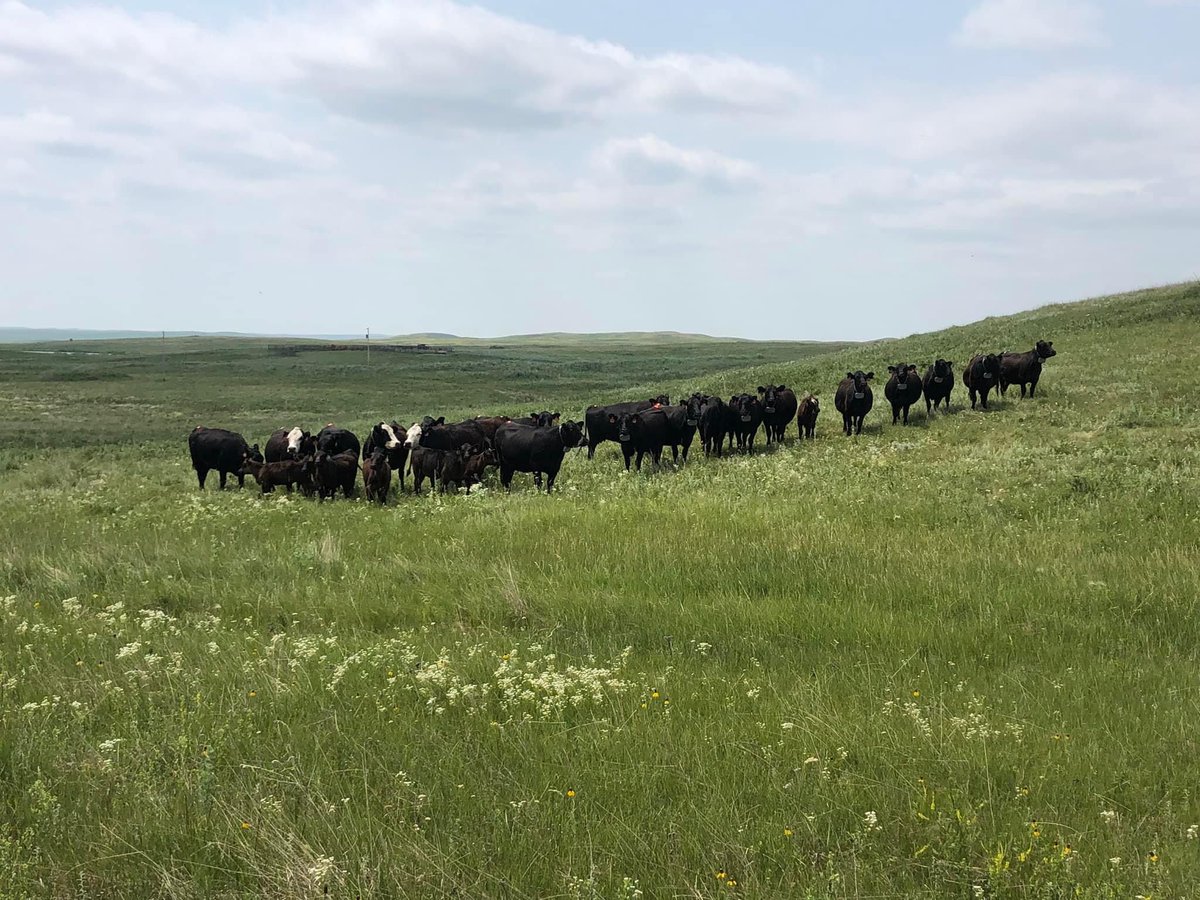 There was lots of interest in the research <a href="/NDSUcattle/">Zac Carlson</a>, Kevin Sedivec and I are conducting using virtual fence to manage grazing. Thank you <a href="/NDAgExpStation/">NDSU AgExpStation</a> for supporting this research. We are really excited to evaluate this technology in different grazing systems!