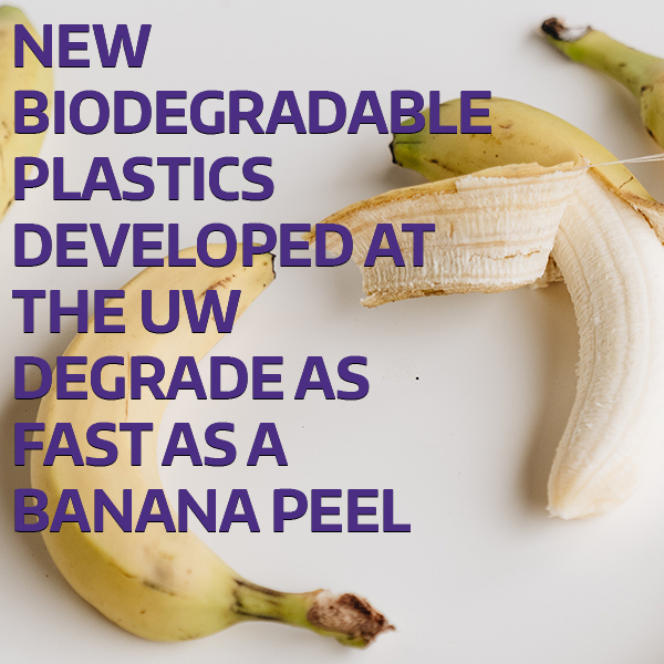 We use plastics in almost every aspect of our lives. These materials are cheap to make and incredibly stable. The problem comes when we’re done using something plastic — it can persist in the environment for years. 🧵 1/3 

More: washington.edu/news/2023/07/1…