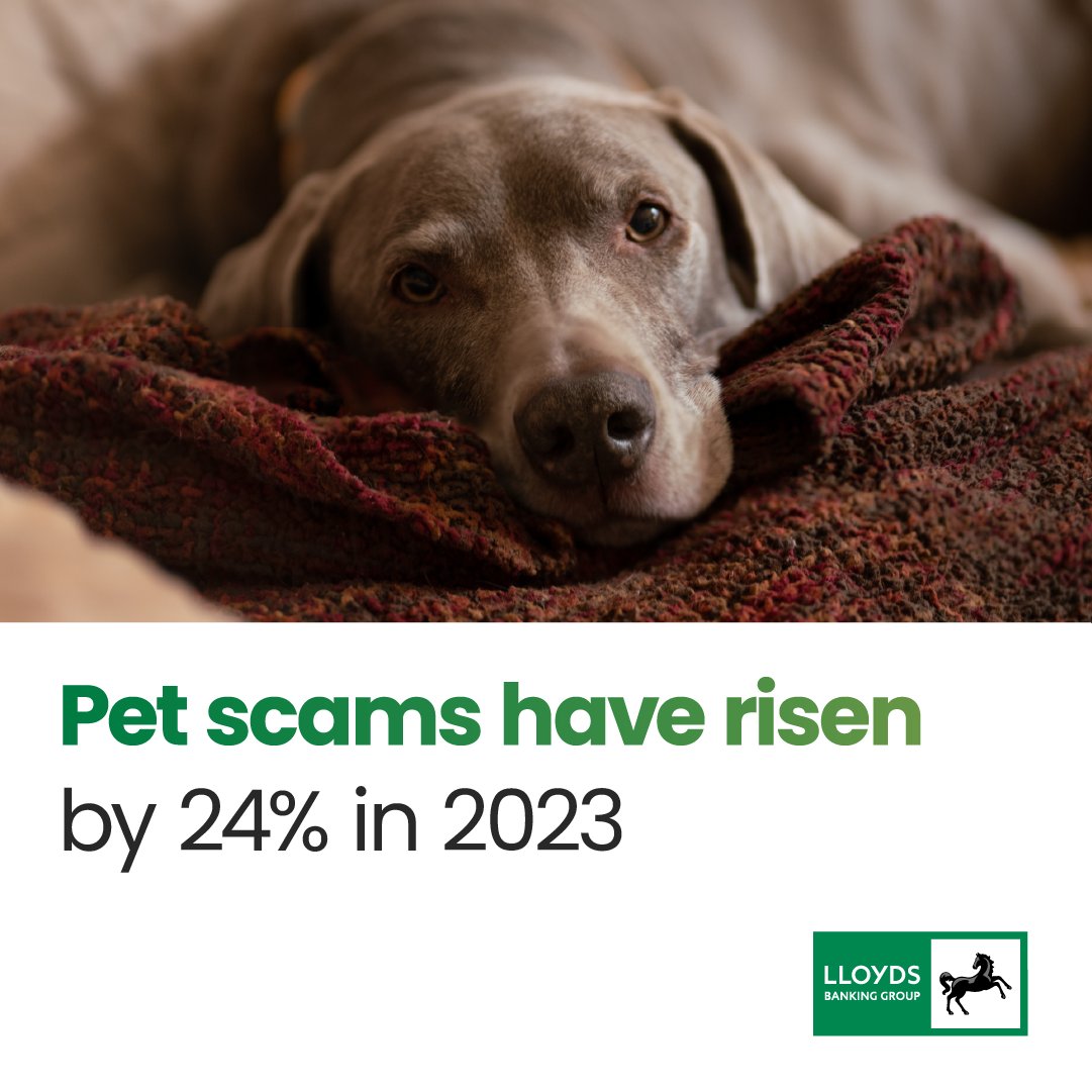 LBGplc's tweet photo. Victims have lost an average of £307 to pet scams in the last year.

Keep reading to learn how to stay safe…🔽 https://t.co/VoxmwjvXhL