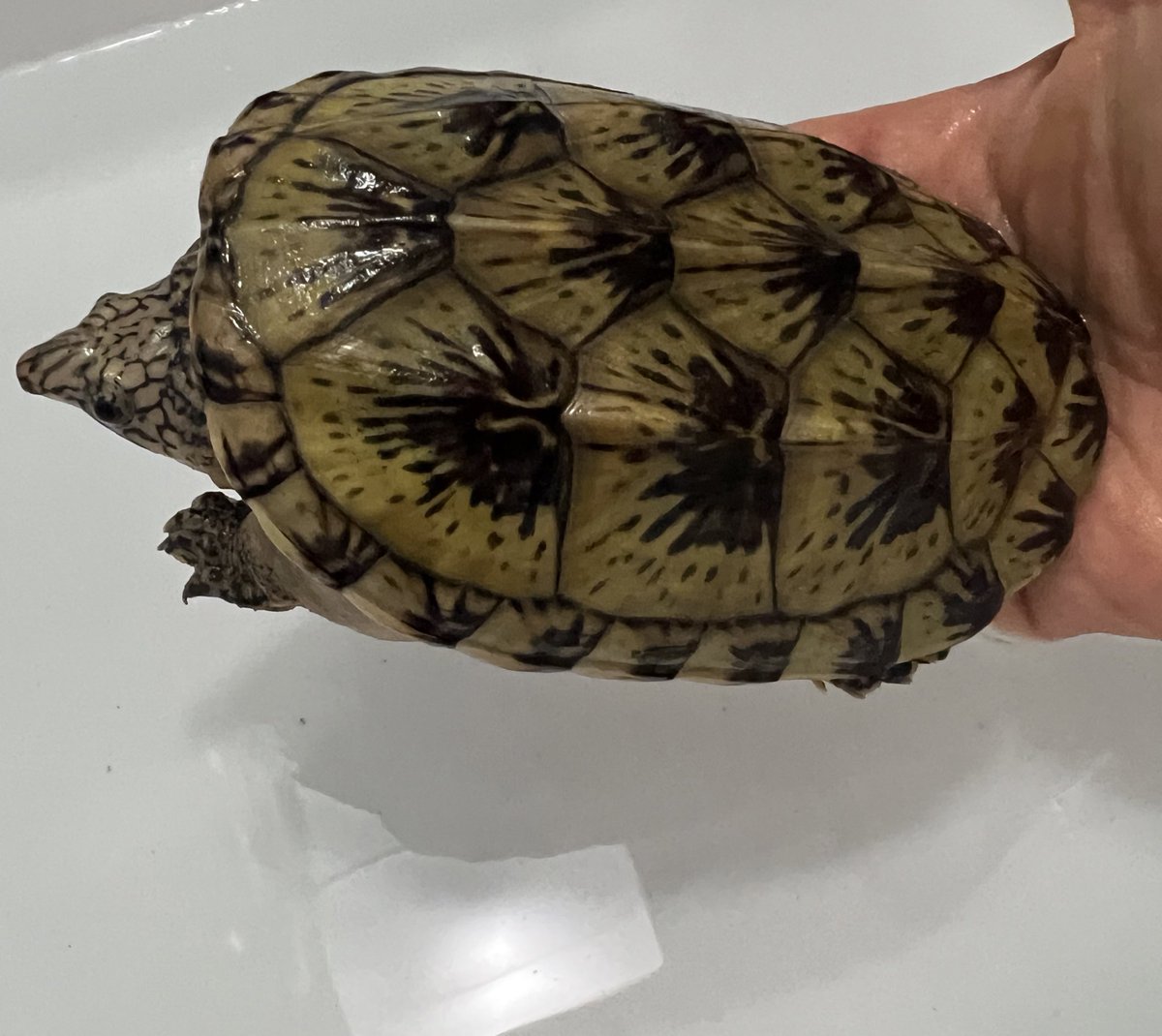 uk4wq3's tweet photo. 厳ついけど、可愛いクッパ🐢
  #ジャイアントマスクタートル
  #亀 
  #動物好きな人と繋がりたい https://t.co/gumTJTPUp8