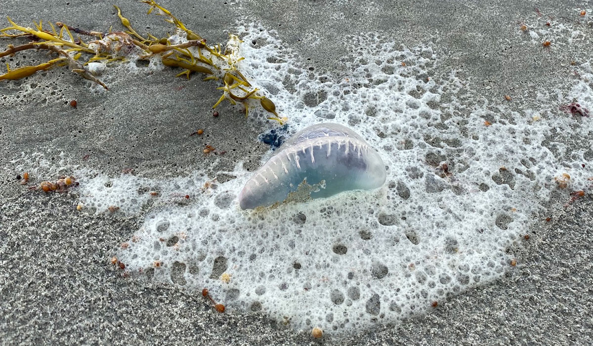 ⚠️ ATTN beachgoers, please be advised: multiple Portuguese Man-of-War (Physalia physalis) were spotted at Scarborough, Roger Wheelerm + East Matunuck State Beaches this week. 🟪DEM is flying purple flags to warn of dangerous marine life.