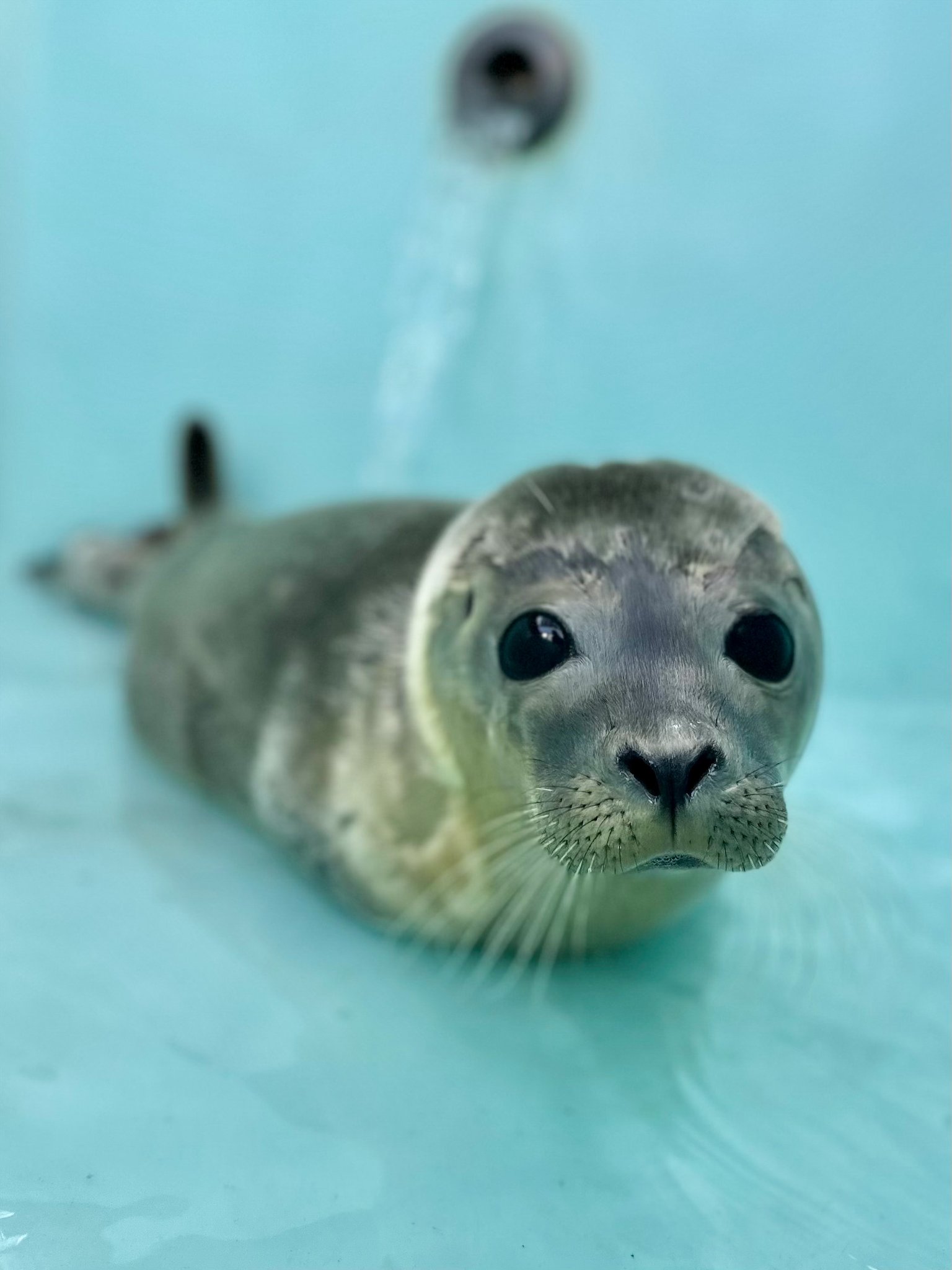Mystic Aquarium on Twitter "We recently admitted a 7weekold harbor(00)