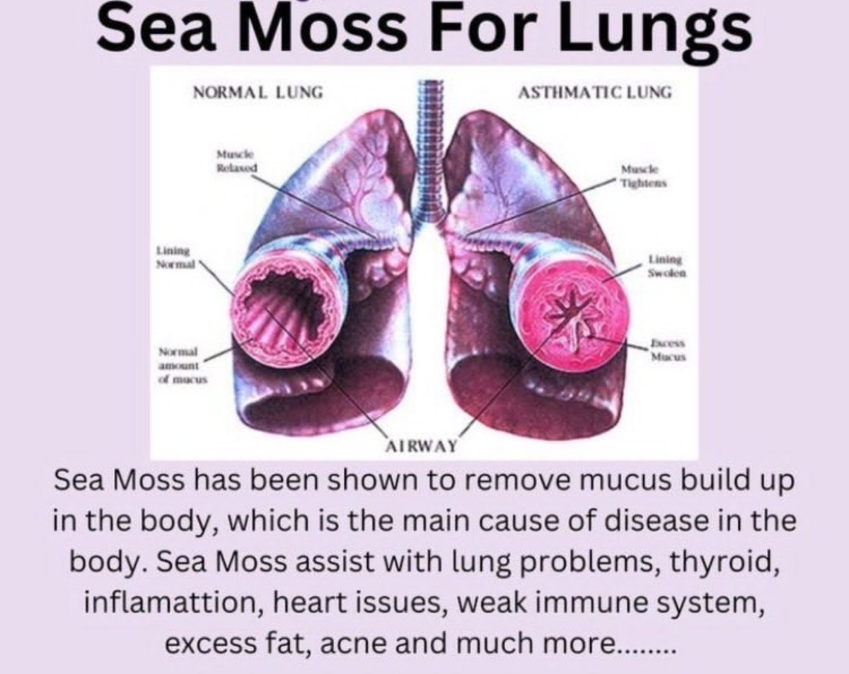 SheltonEchols's tweet image. Do you want to have healthier lungs, heart, rid your body of inflammation as well as help get your Thyroid in order? Look no further than KingEchols Seamoss. 

Get yours today 

Kingecholsseamoss.com 

#seamossgel #seamoss  #seamosslemonade #atlantaseamossplug #seamosscapsules