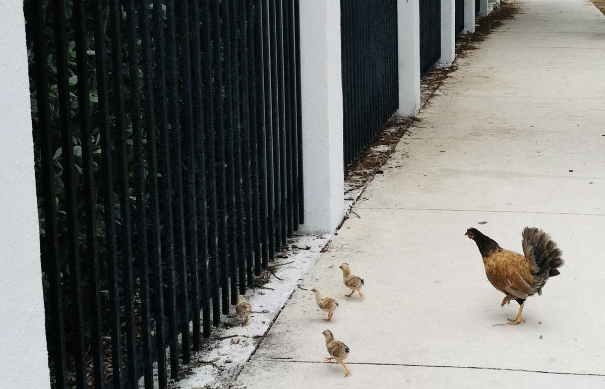 …Because they could.