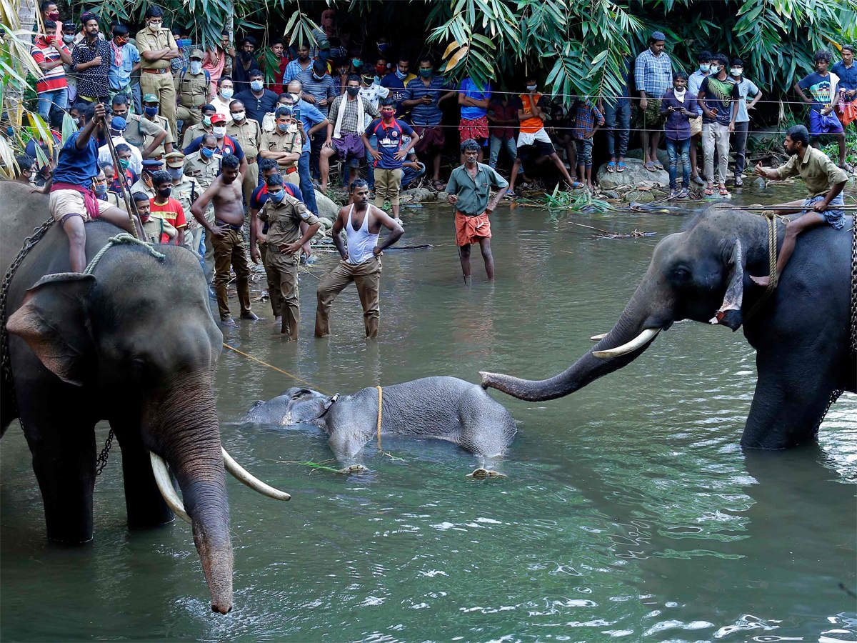 Kerala has become a Hell hole for all animals . Elephants are dying daily. Baby elephants , Pregnant elephants are fed with bombs and killed brutually. Lets BoyCott Kerala to teach them a lesson. #BoyCottKerala #StopKeralaKillings #SaveElephants #BoycottKeralaTourism #EndSpecism
