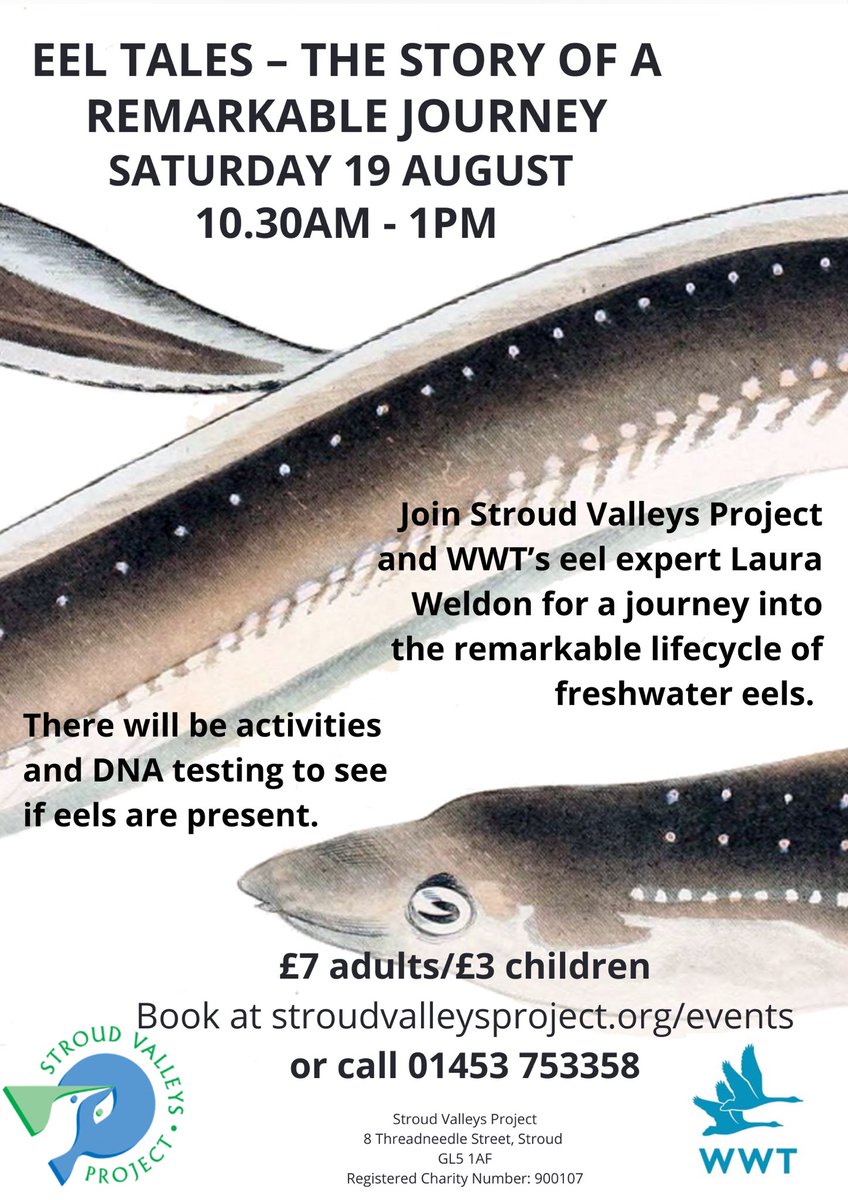 I’ll be talking about my favourite fish at a fundraiser for Stroud valleys project and sampling for eel eDNA - let’s see if there’s more eel activity about with all the new fish passage on the Frome. #eels ⁦@SVPcharity⁩