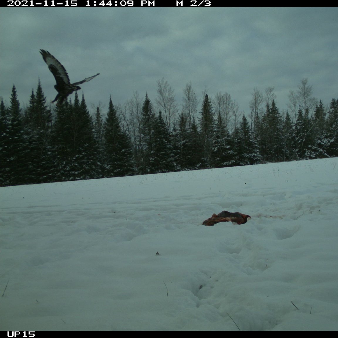 offal_watch's tweet photo. Up for a #wildlifeidentification challenge? We have an amazing crew of 6,300+ citizen scientists who help us ID our project images. Each photo gets viewed by multiple people to reach an ID consensus but some still end up as "unknowns." Give these your best guess! https://t.co/IA2Sc67tWa