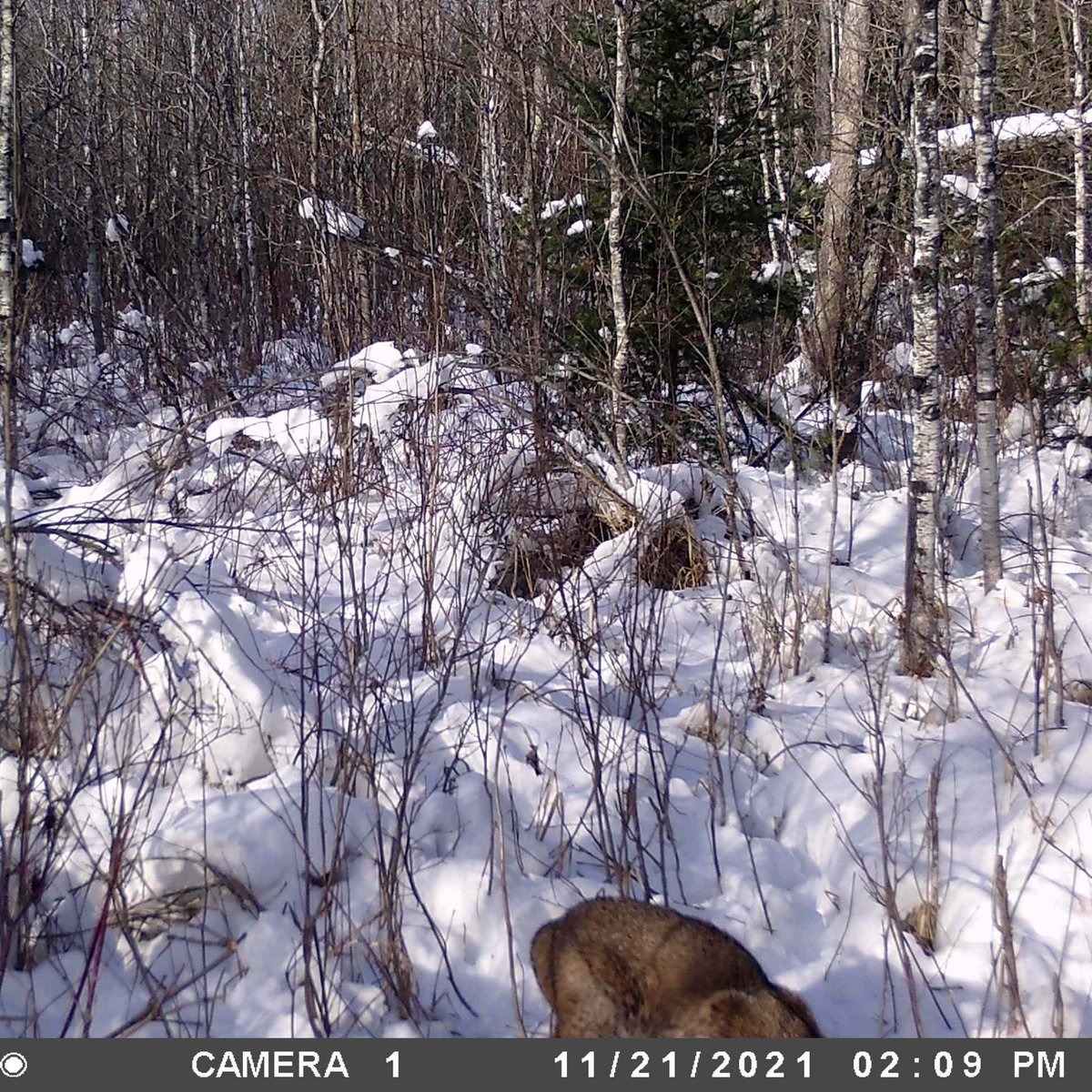 Offal Wildlife Watching (what's eating your guts?) (@offal_watch) on Twitter photo Up for a #wildlifeidentification challenge? We have an amazing crew of 6,300+ citizen scientists who help us ID our project images. Each photo gets viewed by multiple people to reach an ID consensus but some still end up as "unknowns." Give these your best guess! Up for a #wildlifeidentification challenge? We have an amazing crew of 6,300+ citizen scientists who help us ID our project images. Each photo gets viewed by multiple people to reach an ID consensus but some still end up as "unknowns." Give these your best guess!