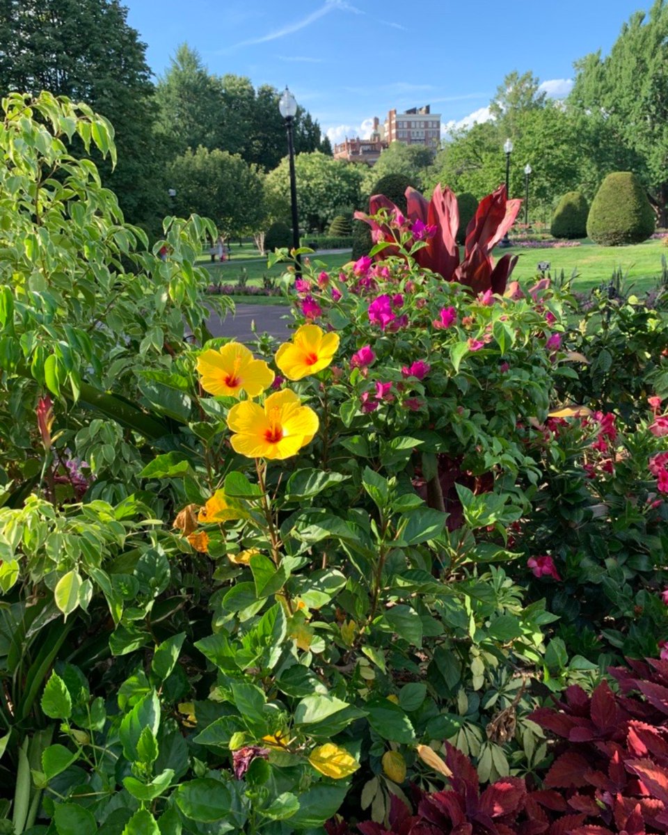 POV: a quick summer stroll through the Public Garden. 🌼  #BroadwayInBoston