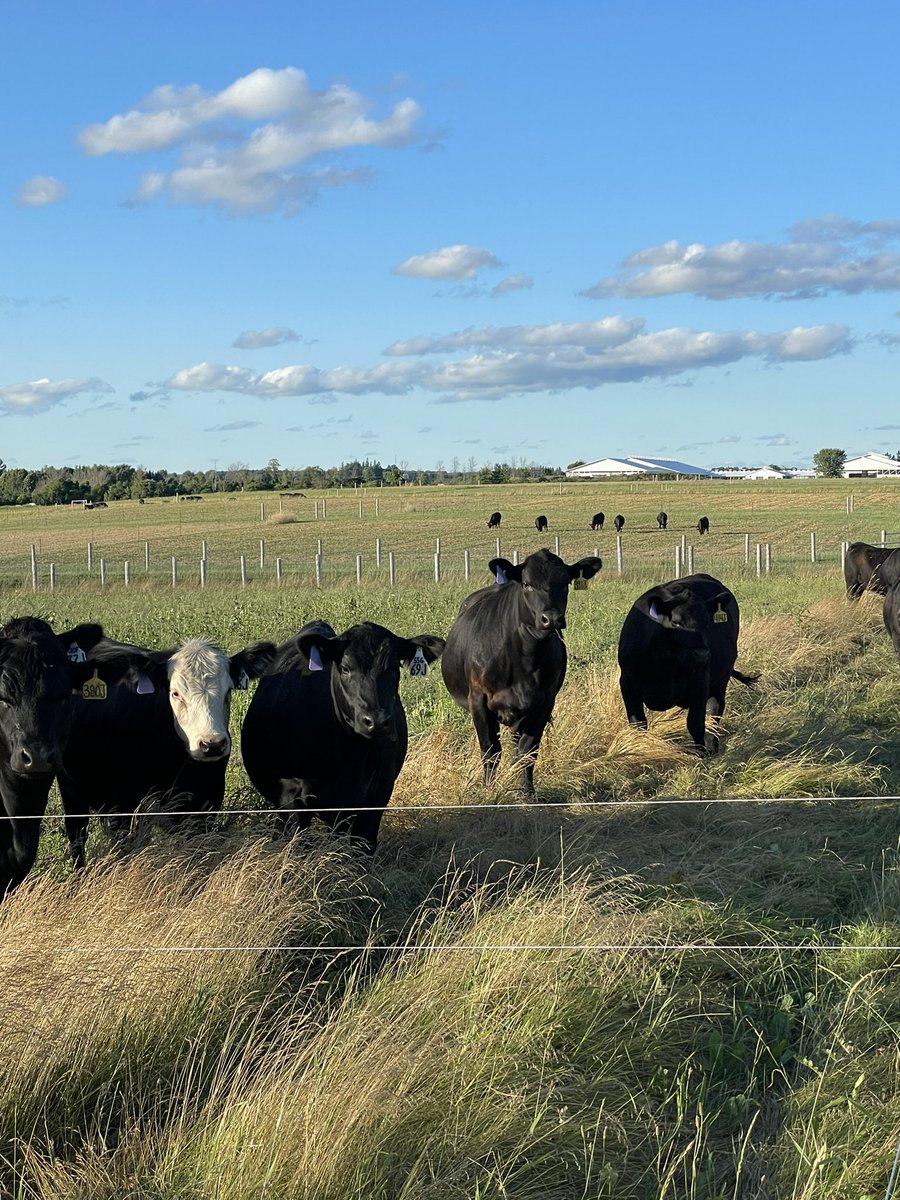 Beef@Guelph tweet media