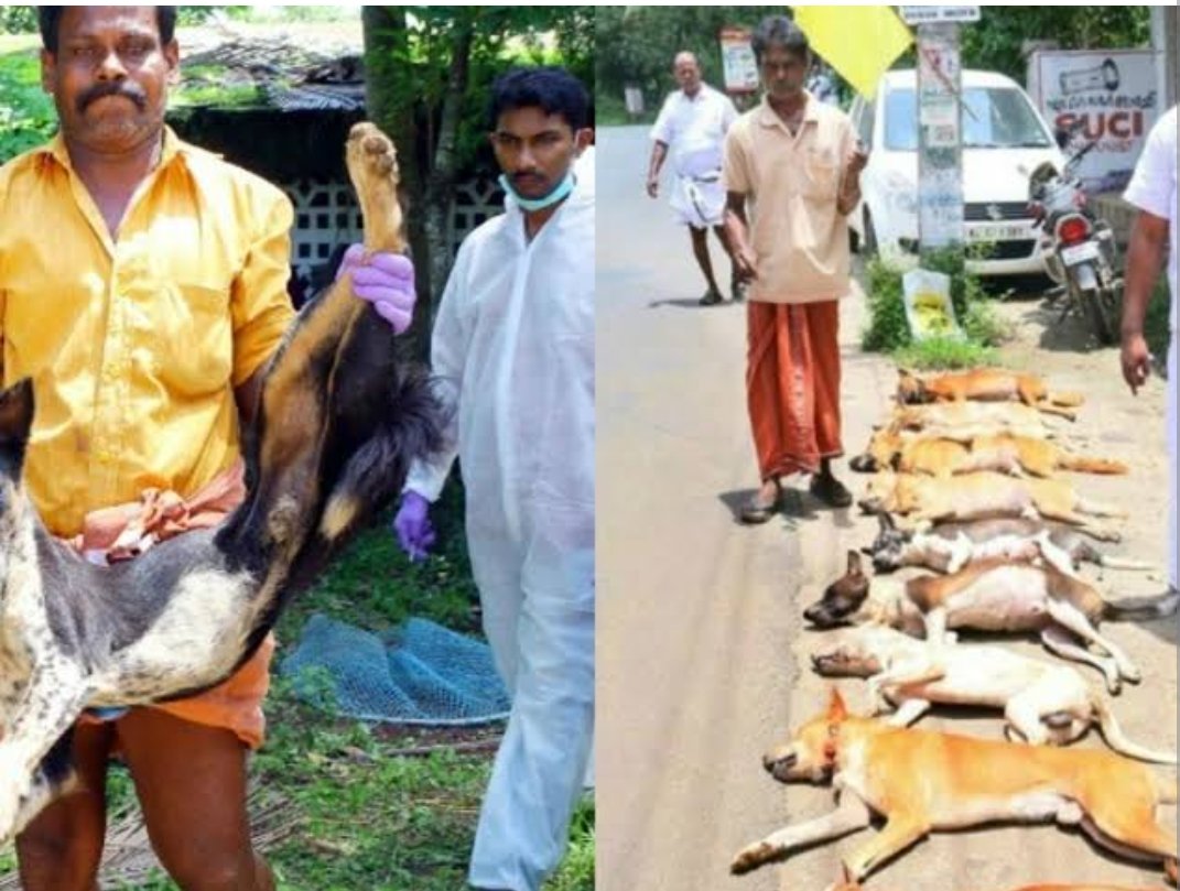 #stopkeralakillings
#StopAnimalCruelty 

Killing innocent,voiceless, defenceless lives is against the law of mother nature.  #Boycott @KeralaTourism.CANNOT b God's own country. Nature shall strike back. 
@manoramaonline @AsianetNewsML 
@Twentyfournew 
@PMOIndia 
@pinarayivijayan