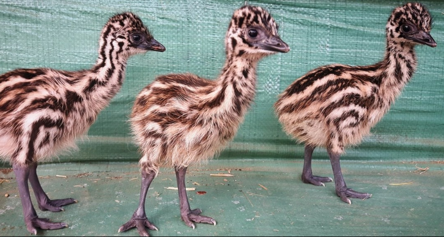 TarapeuticVR's tweet photo. Yesterday/today (they hatched at different times) was/is my emu's BIRTHDAY! 🎉 They just turned FIVE! Happy birthday to Strider, Sayid, and Fawksey! ❤️ #emu #pets #bird #birthday #hatchday #birb https://t.co/z0zmTJHqvB