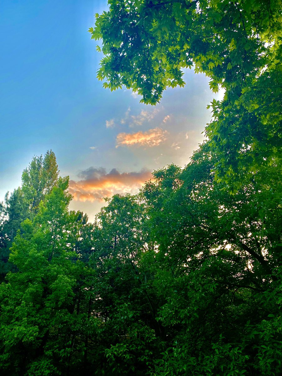Emine Toprak (@kemanist123) on Twitter photo 