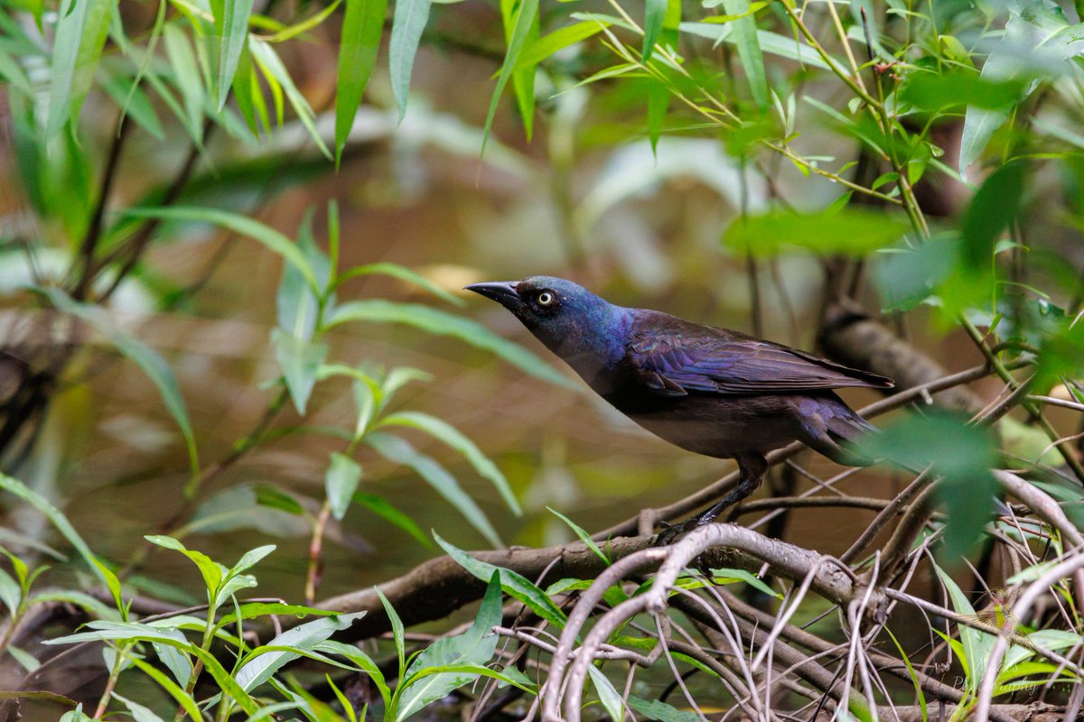 gone_mac's tweet photo. #CommonGrackles are pretty when the sun hits them.
Clyde Shepherd Nature Preserve
#Canon EOS 90D
#TwitterNatureCommunity #wildlifephotography #birds #birdphotography #birding #BirdTwitter @WildlifeMag @NatGeoPhotos #canonphotography #ShotOnCanon #NaturePhotography #CanonFavPic https://t.co/OgCFjC4ZUM