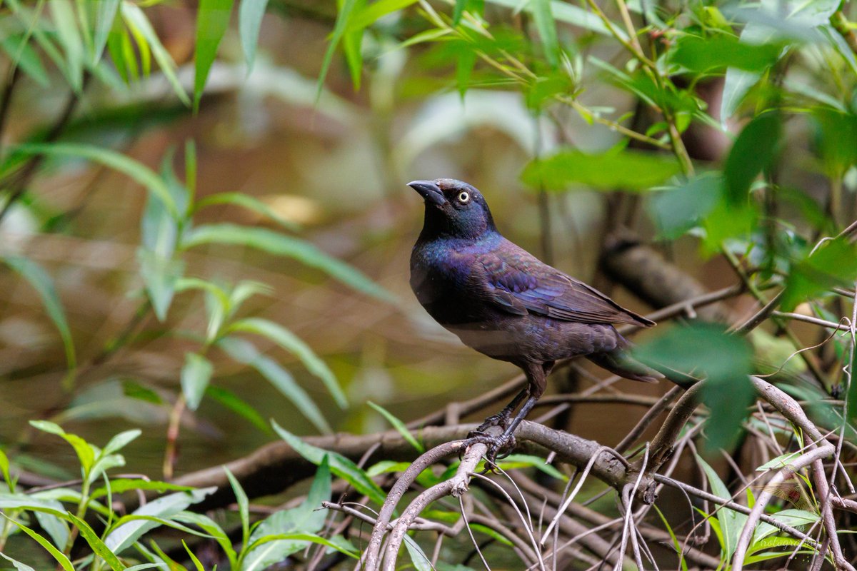 gone_mac's tweet photo. #CommonGrackles are pretty when the sun hits them.
Clyde Shepherd Nature Preserve
#Canon EOS 90D
#TwitterNatureCommunity #wildlifephotography #birds #birdphotography #birding #BirdTwitter @WildlifeMag @NatGeoPhotos #canonphotography #ShotOnCanon #NaturePhotography #CanonFavPic https://t.co/OgCFjC4ZUM